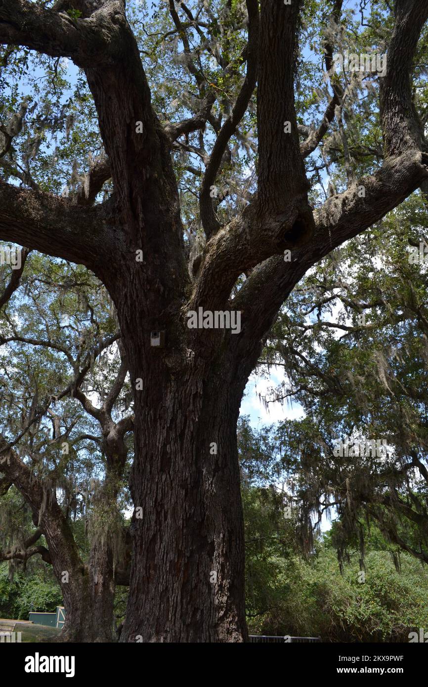 Brazos Bend State Park, Houston, Texas Stock Photo Alamy