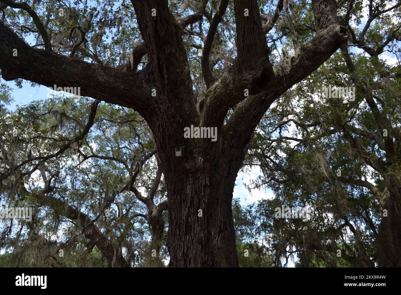 Brazos Bend State Park, Houston, Texas Stock Photo Alamy