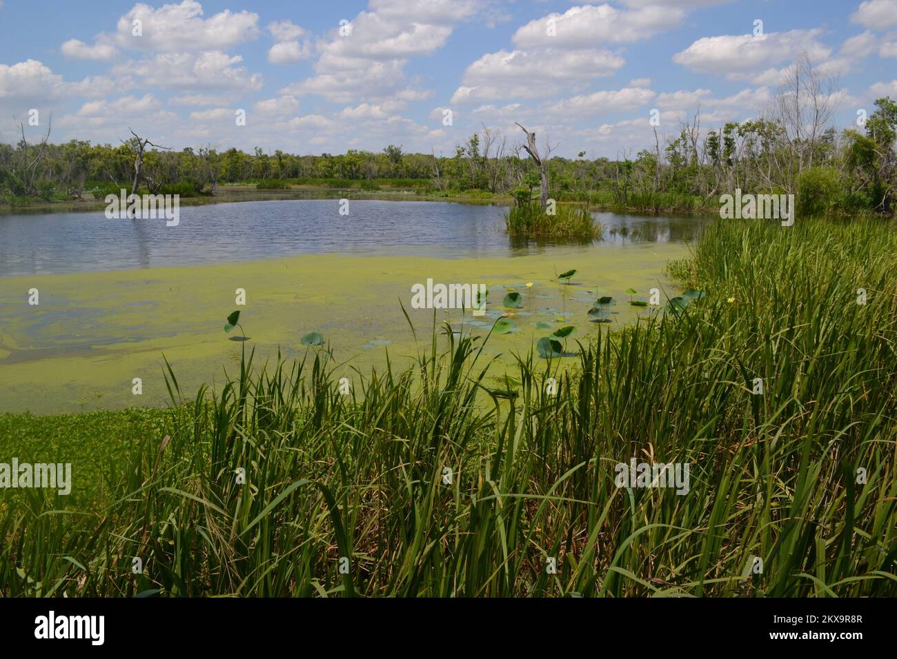 Brazos Bend State Park, Houston, Texas Stock Photo Alamy