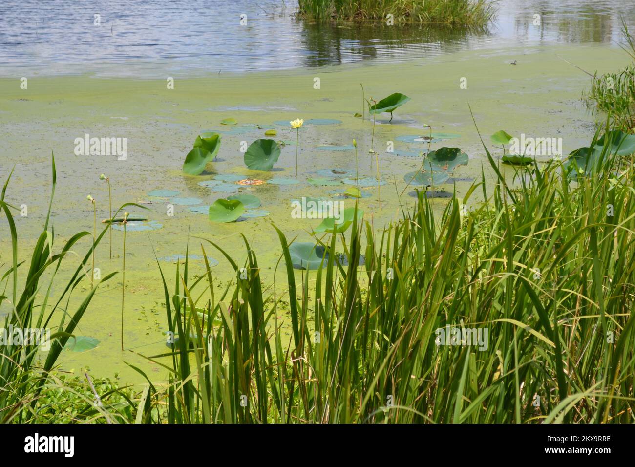 Brazos Bend State Park, Houston, Texas Stock Photo Alamy