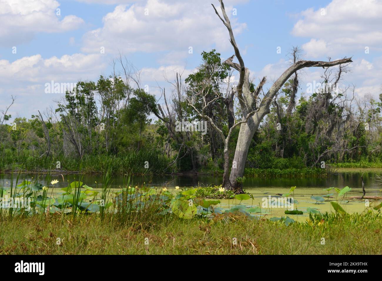 Brazos Bend State Park, Houston, Texas Stock Photo Alamy