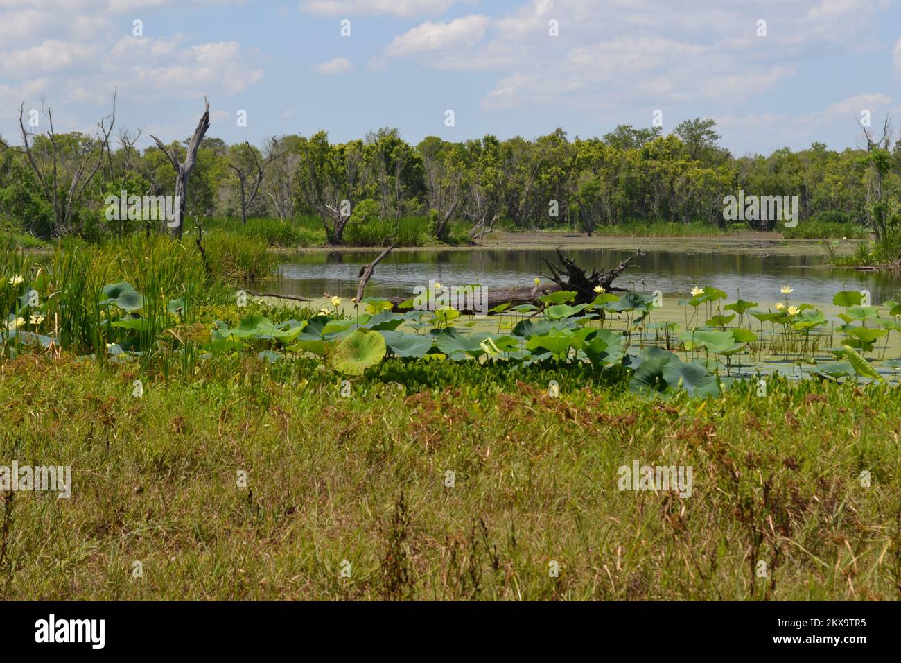 Brazos Bend State Park, Houston, Texas Stock Photo