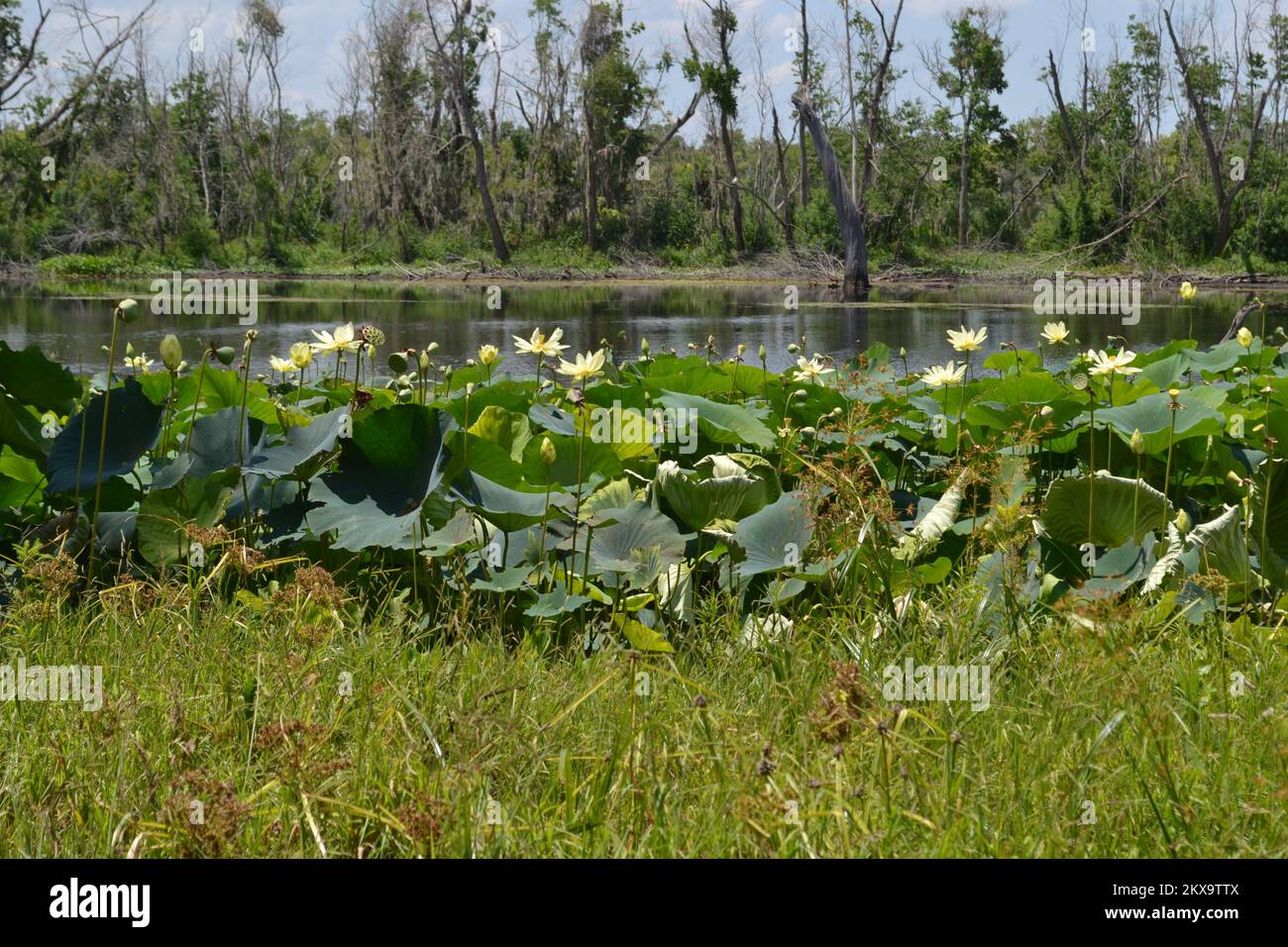 Brazos Bend State Park, Houston, Texas Stock Photo Alamy