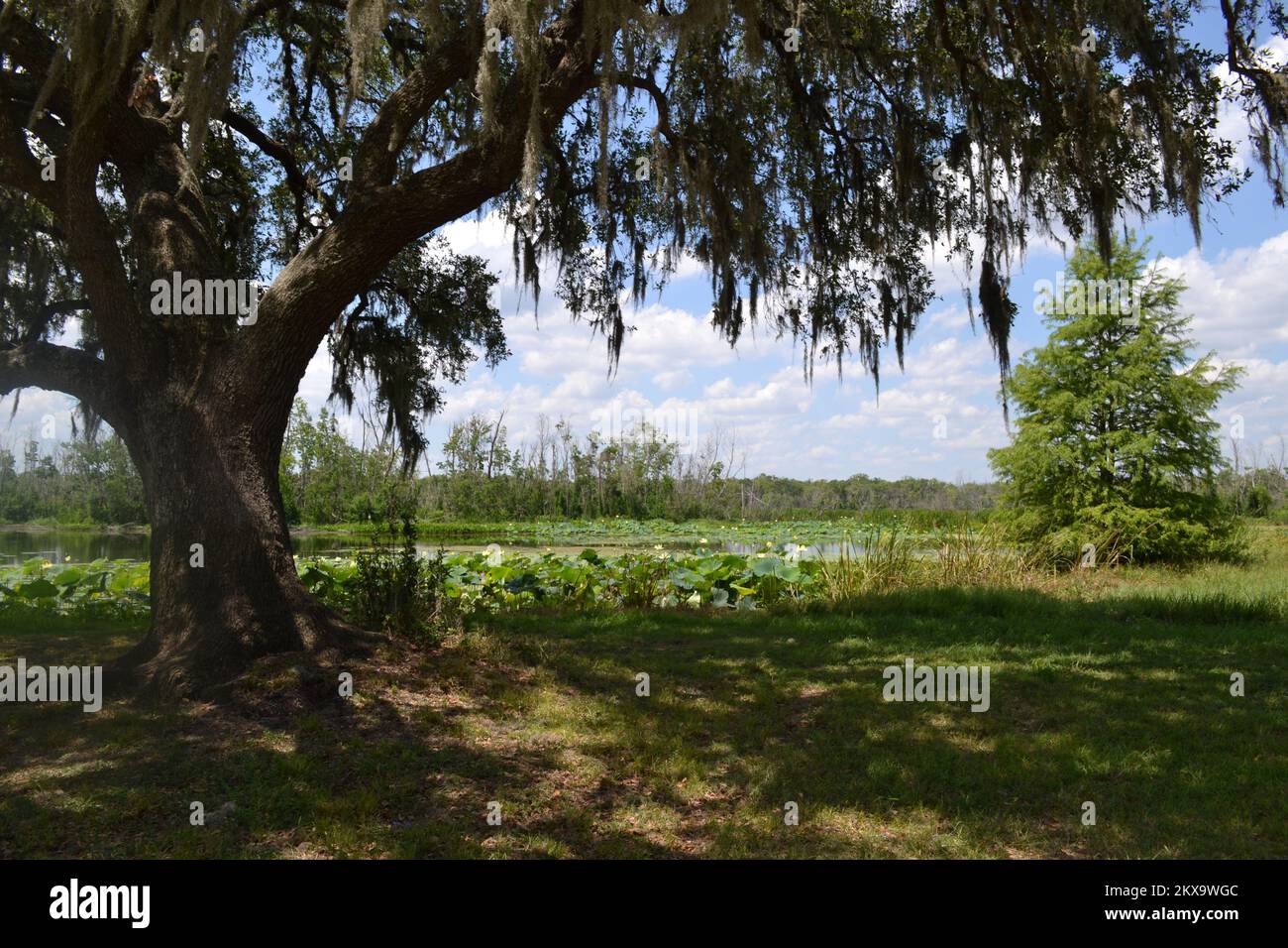 Brazos Bend State Park, Houston, Texas Stock Photo Alamy