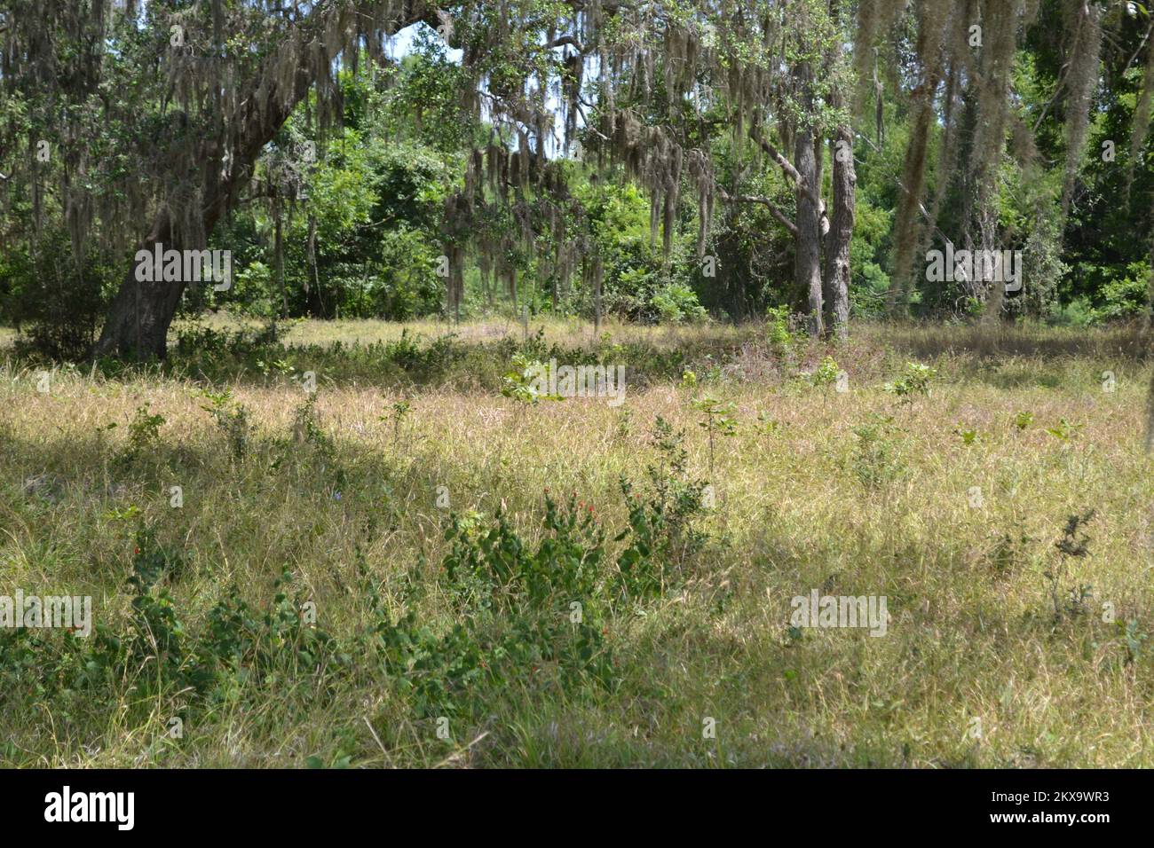 Brazos Bend State Park, Houston, Texas Stock Photo Alamy
