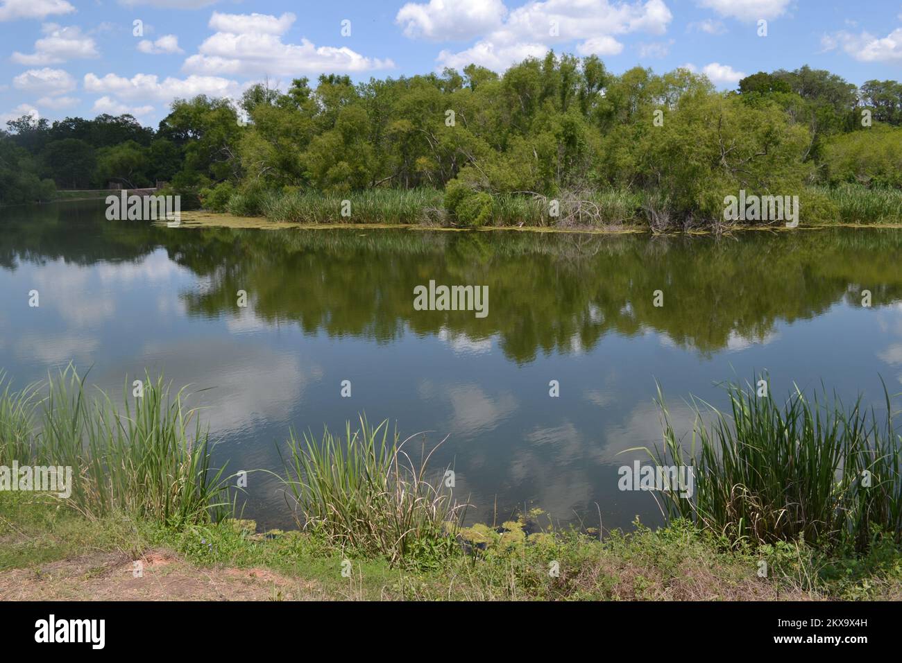 Brazos Bend State Park, Houston, Texas Stock Photo Alamy