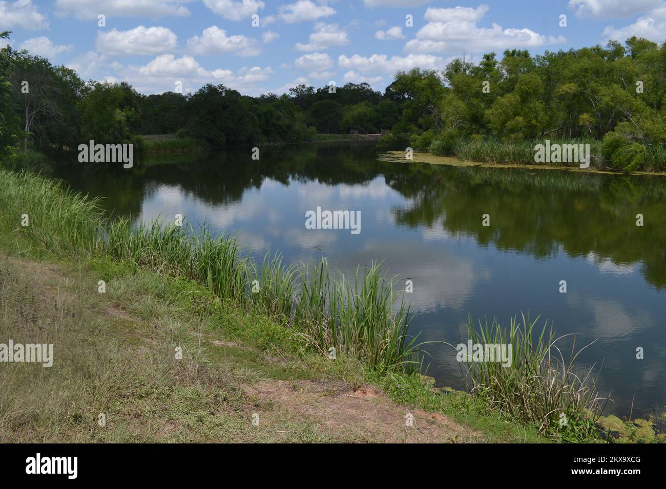 Brazos Bend State Park, Houston, Texas Stock Photo Alamy
