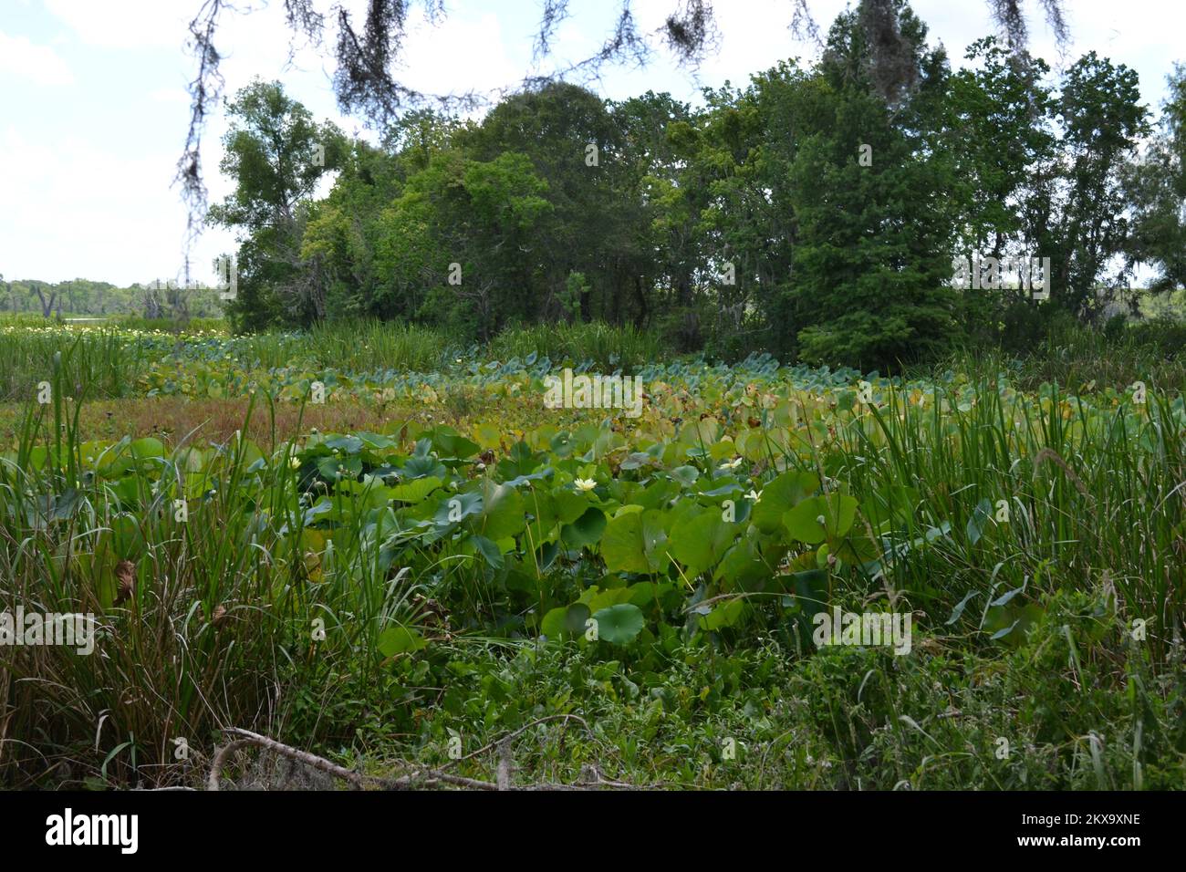 Brazos Bend State Park, Houston, Texas Stock Photo Alamy
