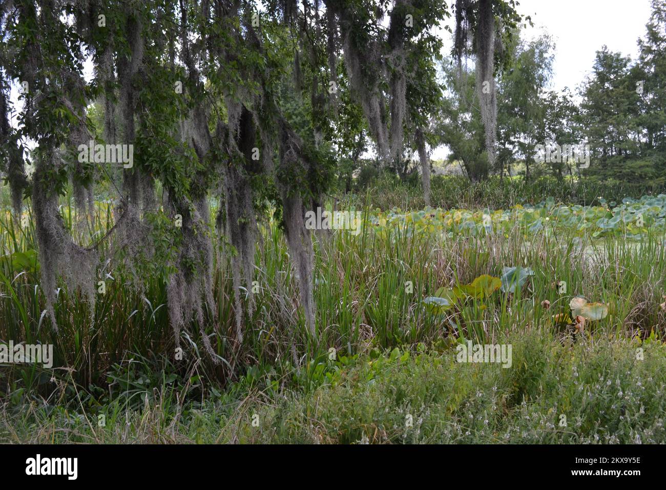 Brazos Bend State Park, Houston, Texas Stock Photo Alamy