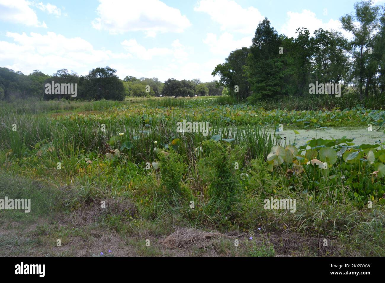 Brazos Bend State Park, Houston, Texas Stock Photo Alamy