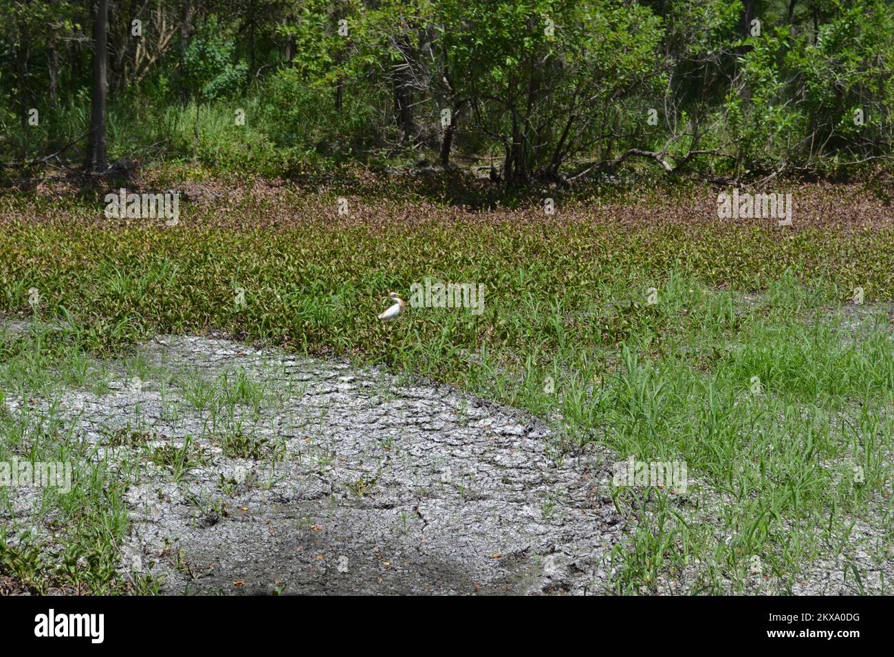 Brazos Bend State Park, Houston, Texas Stock Photo Alamy