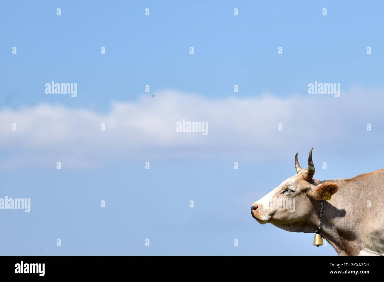 07.07.2018., Croatia, Svilaja - Good weather is good for the cattle farmers who took the cattle to the top of the mountain of Svilaj. Photo: Hrvoje Jelavic/PIXSELL Stock Photo