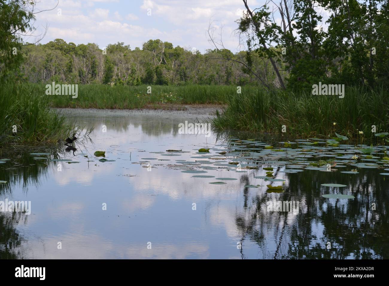 Brazos Bend State Park, Houston, Texas Stock Photo - Alamy