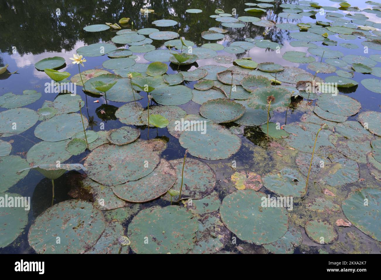 Brazos Bend State Park, Houston, Texas Stock Photo Alamy
