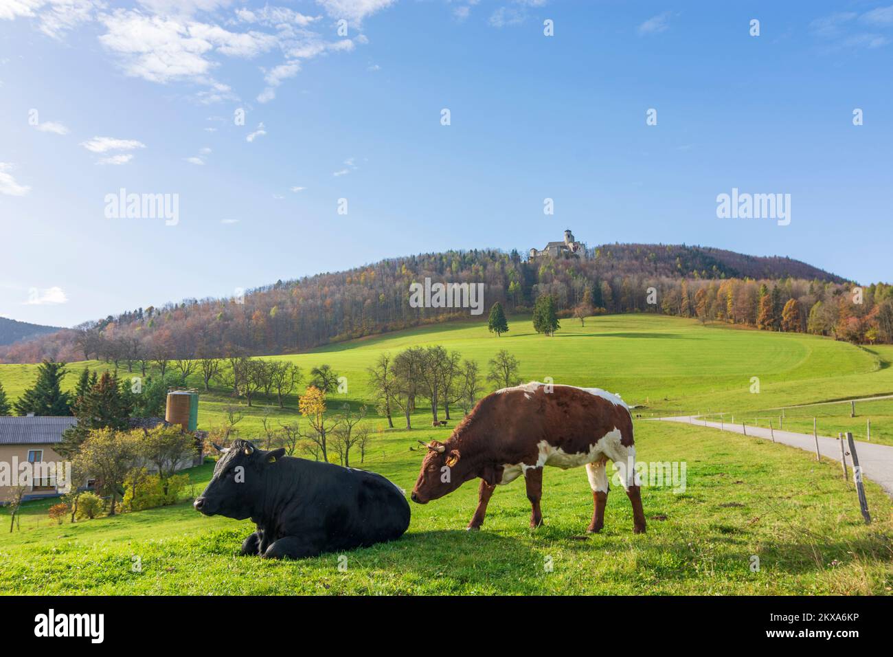 Kaumberg: Araburg Castle, meadow, cows in Mostviertel, Niederösterreich, Lower Austria, Austria Stock Photo