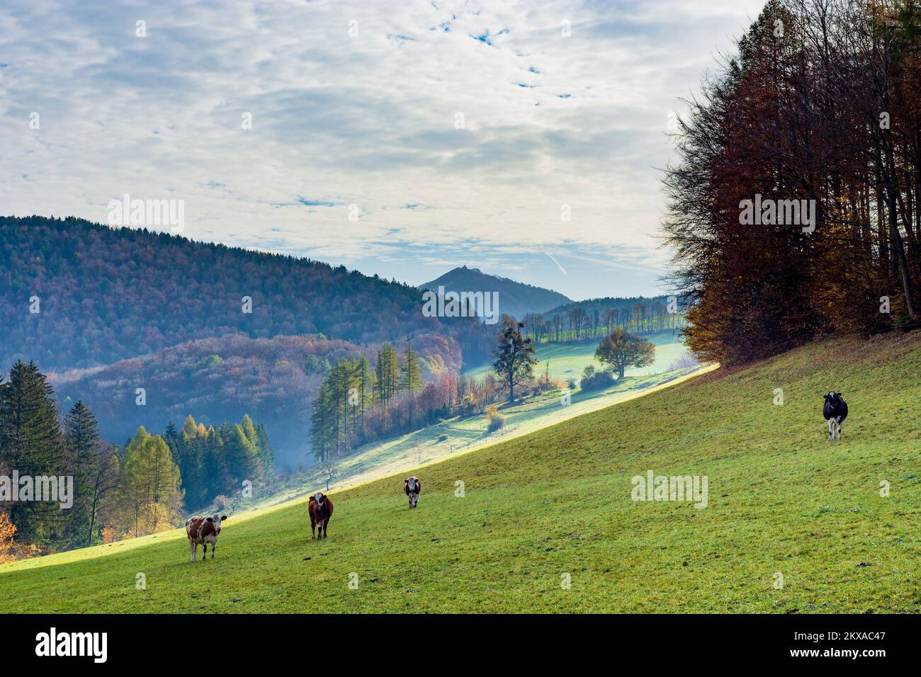 Kaumberg: meadow, cows, mountains, Gutensteiner Alpen in Mostviertel, Niederösterreich, Lower Austria, Austria Stock Photo