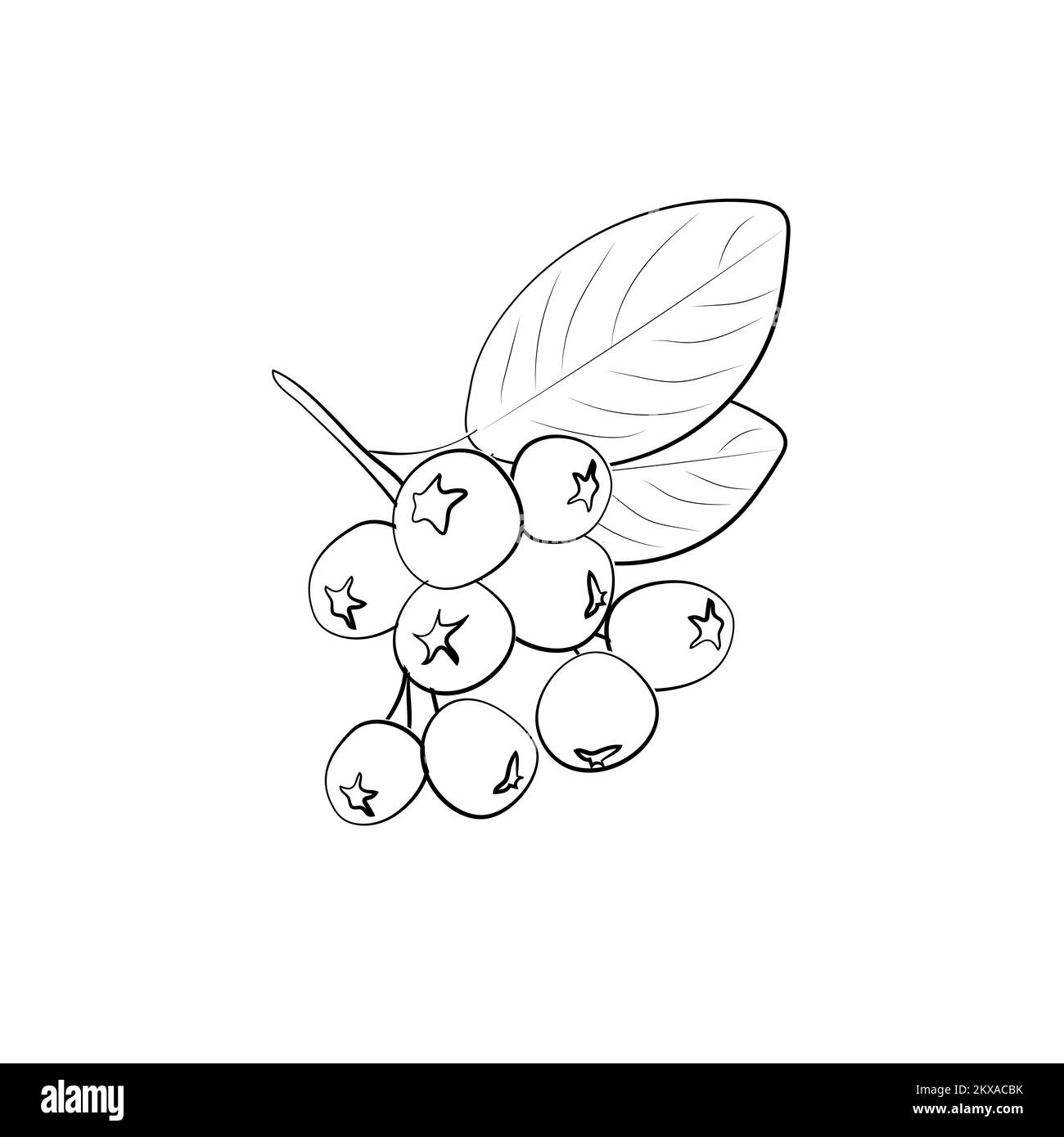 Black Rowan icon. Black mountain ash sign. Flat isolated icon. Vector