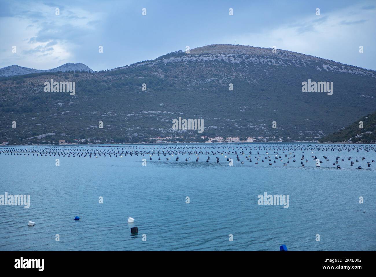 Oyster farming system hires stock photography and images Alamy