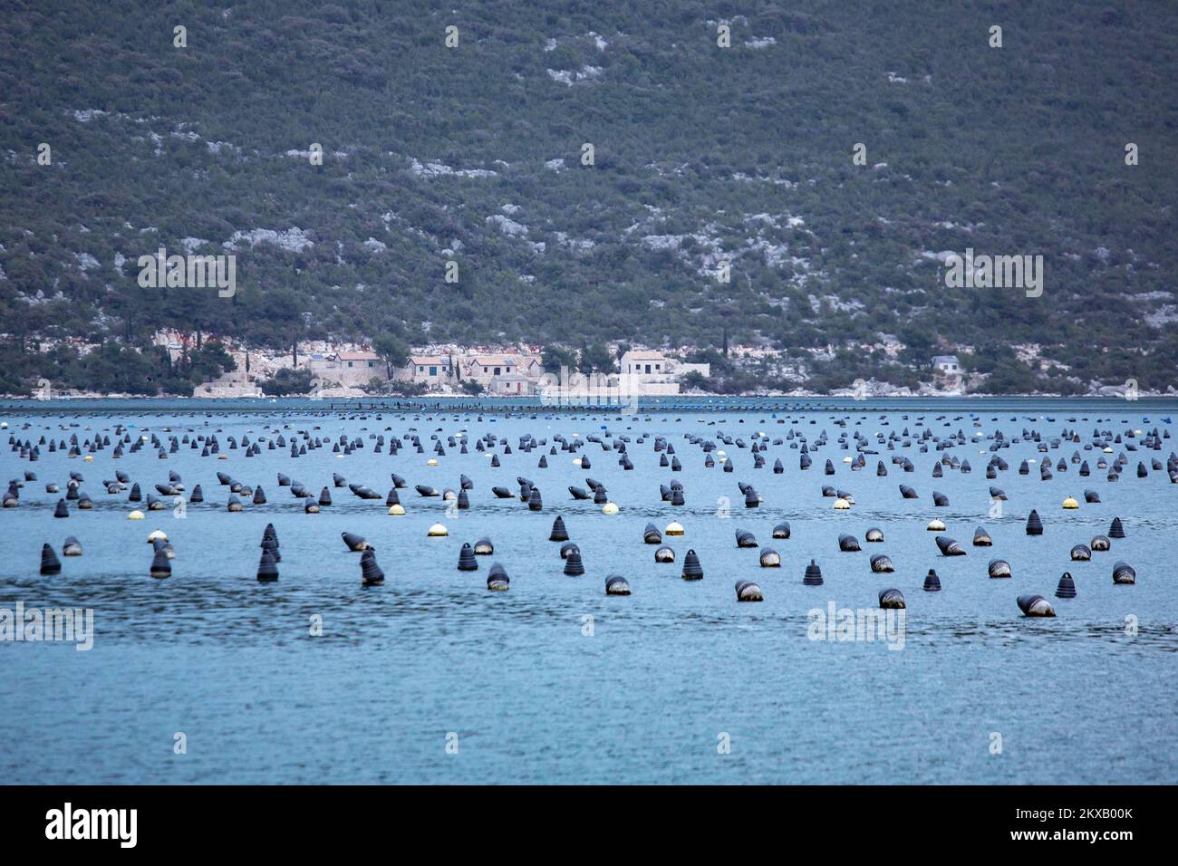 Oyster farming system hires stock photography and images Alamy