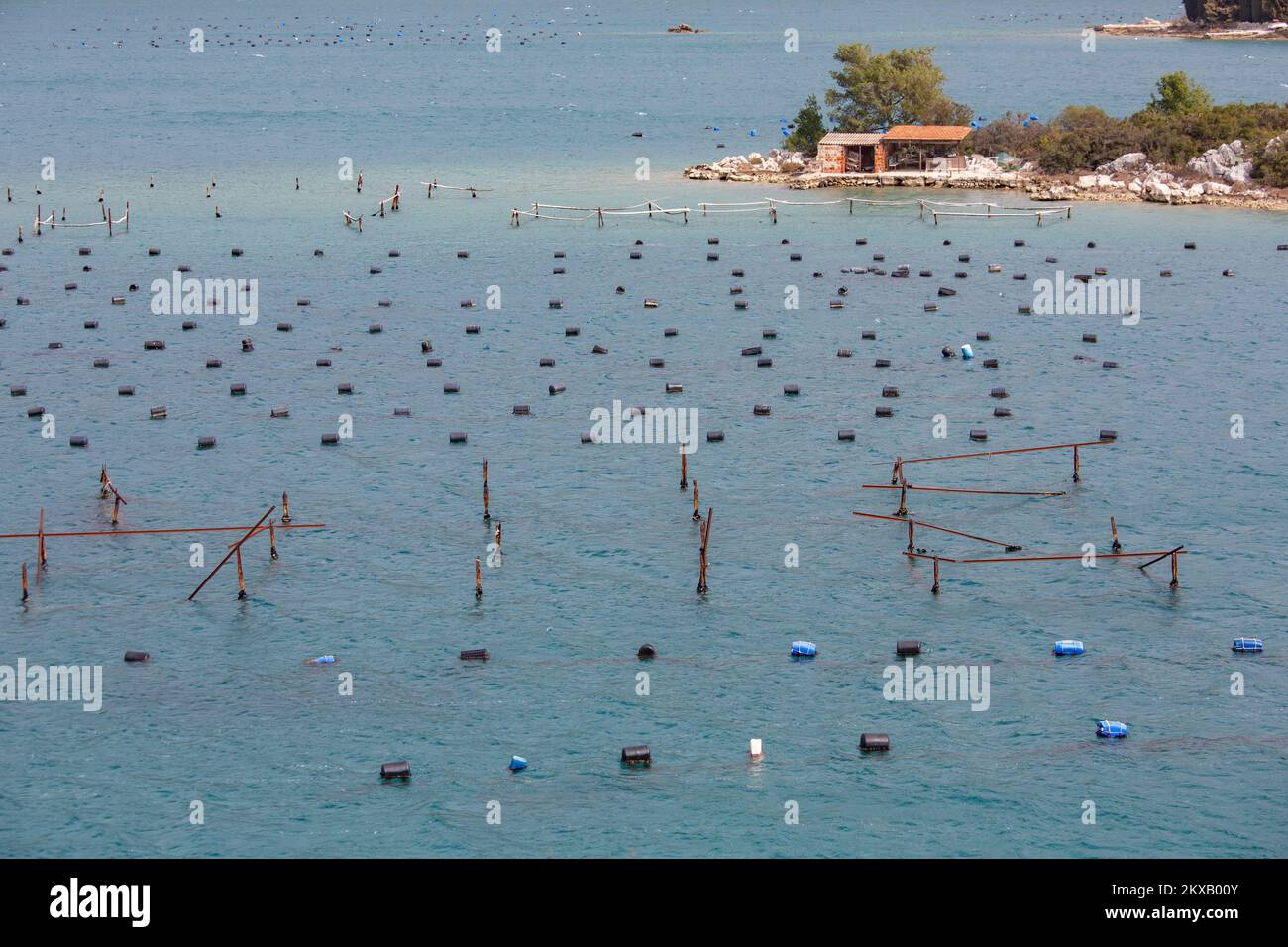 Oyster farming system hires stock photography and images Alamy