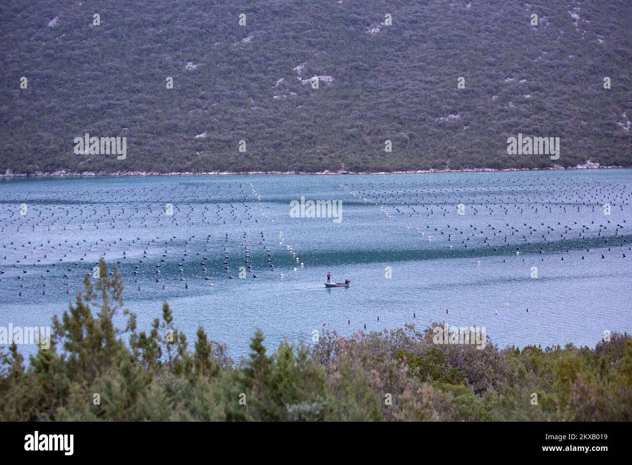 Oyster farming system hires stock photography and images Alamy