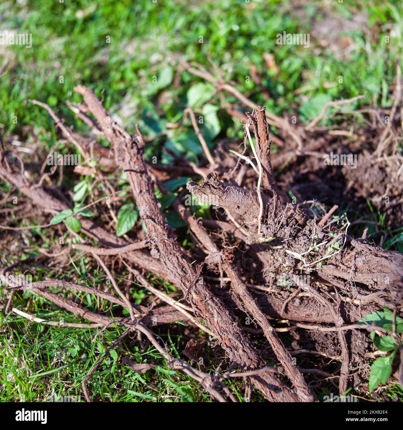 roots of uprooted tree or bush abandoned on the ground, square ...