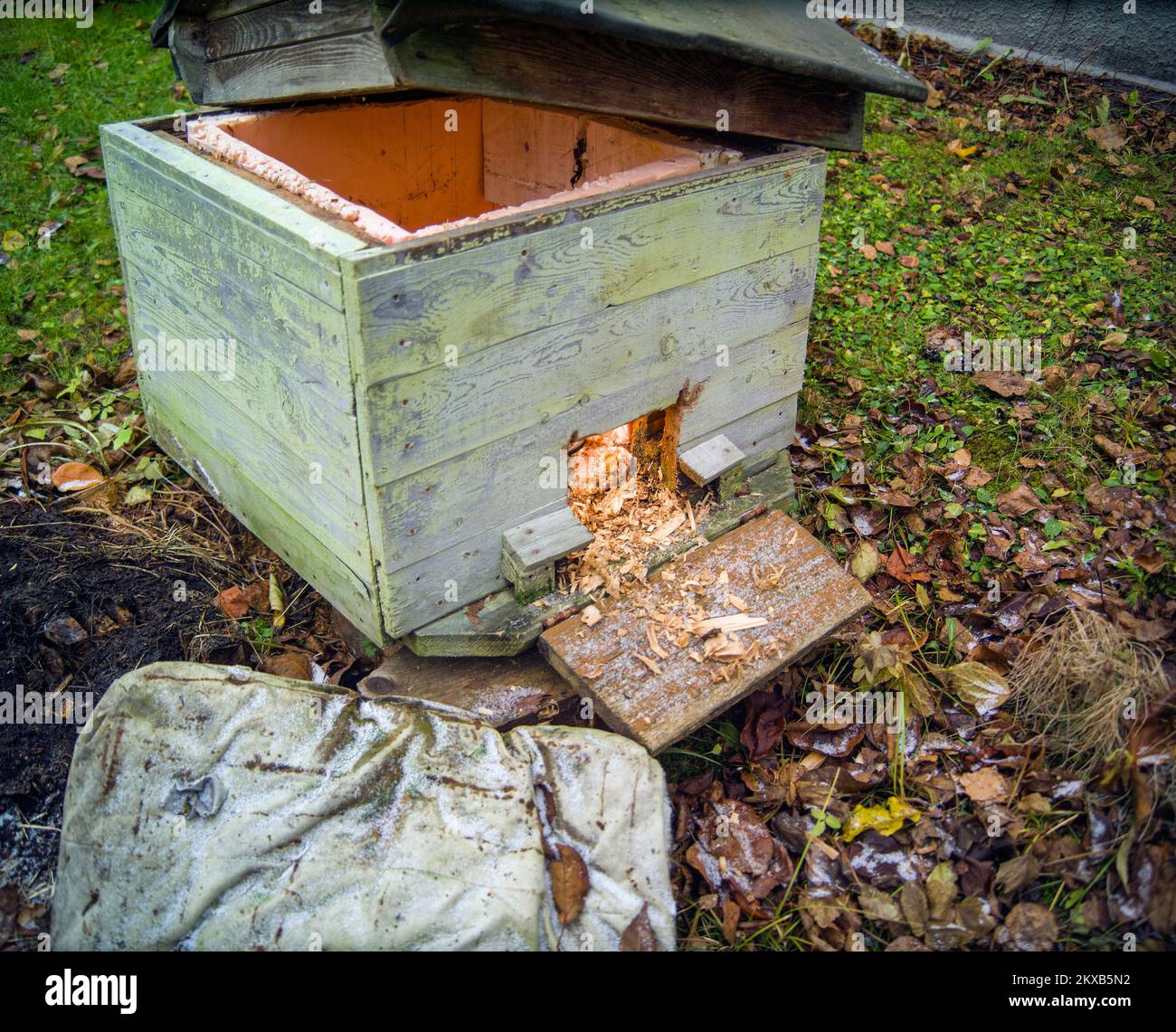 a beehive damaged by mice with wooden chips scattered around, outdoor shot Stock Photo