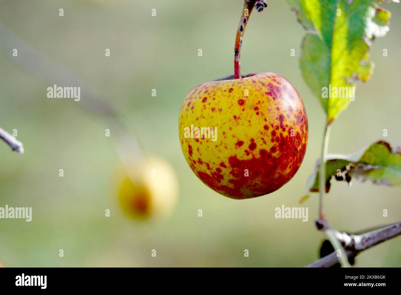 Red spotted golden apple close up. Stock Photo