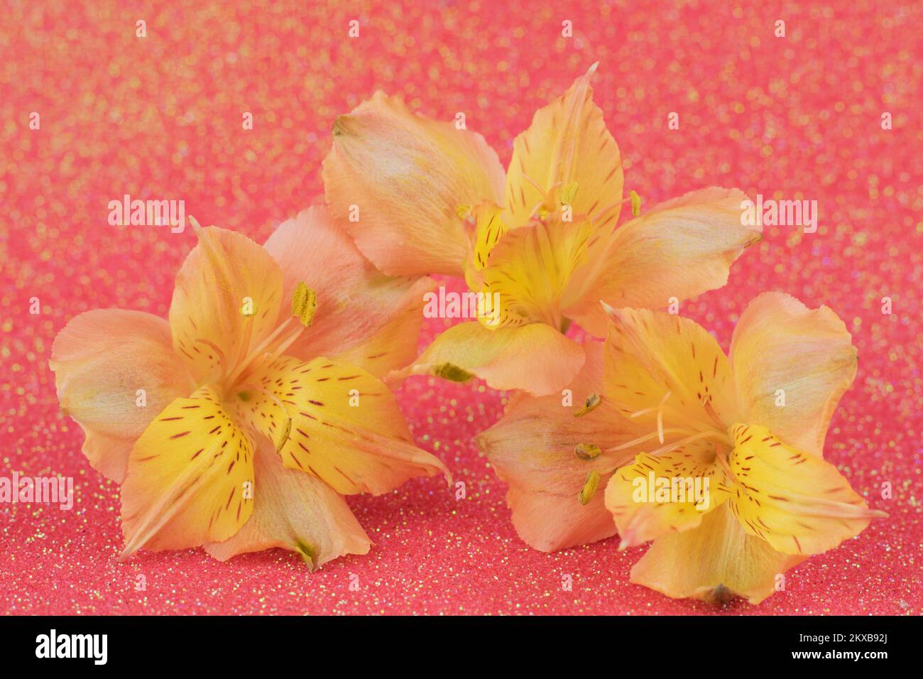 Floral background. Selective focus. Yellow alstroemeria flowers on a pink background with bokeh. Postcard. Stock Photo