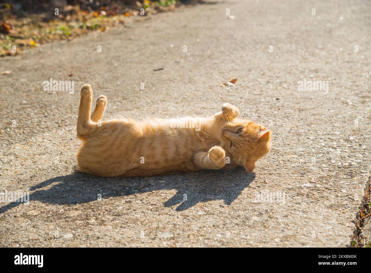 Tabby cat rolling around the ground Stock Photo Alamy