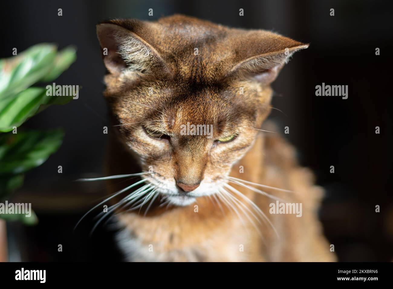 Close up of a contemplative Abyssinian cat sitting on a table with light and shadows Stock Photo