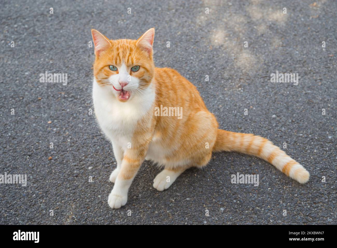 Tabby and white cat sitting in the street Stock Photo - Alamy