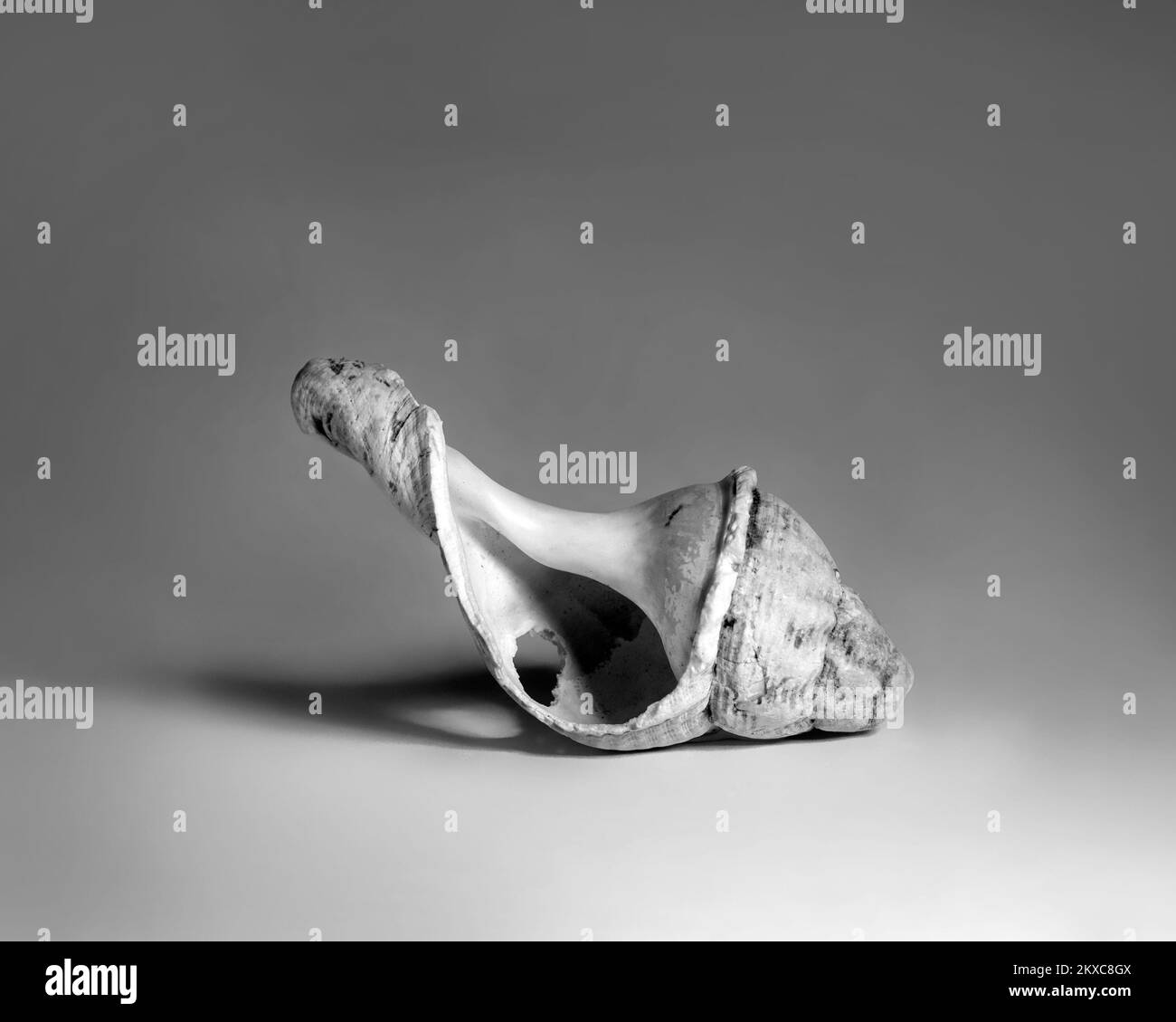 Single Broken seashell in black and white Stock Photo