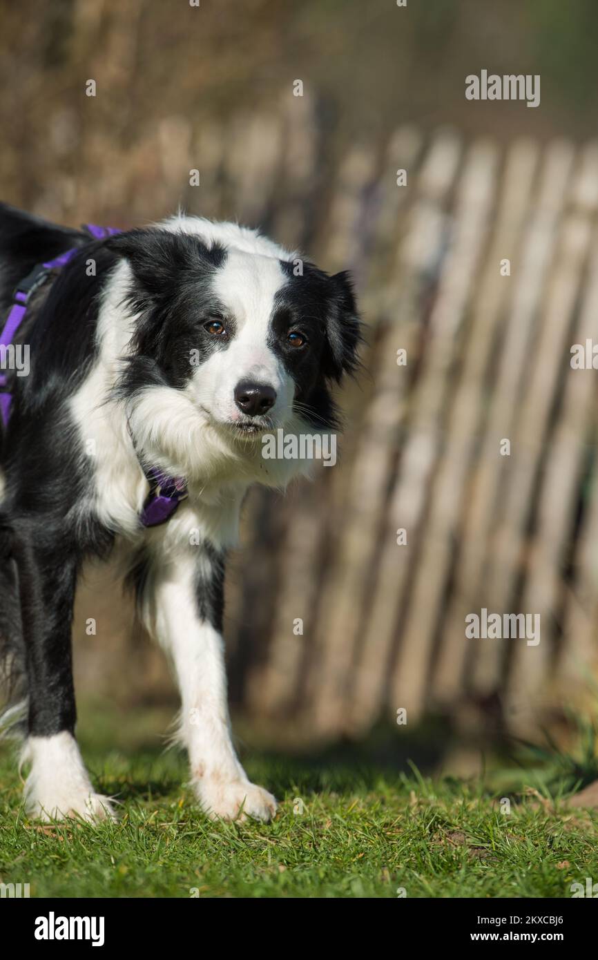 Border collie dog in a garden Stock Photo