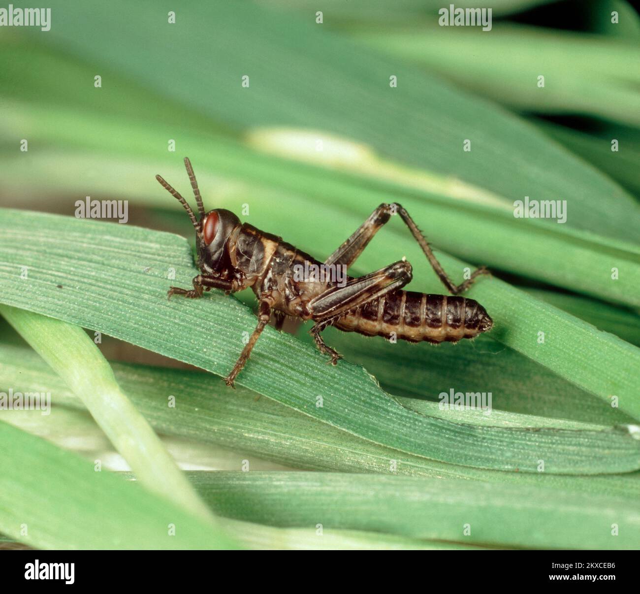Desert locust (Schistocerca gregaria) small dark coloured immature nymph  hopperfeeding on cereal leaves, Stock Photo