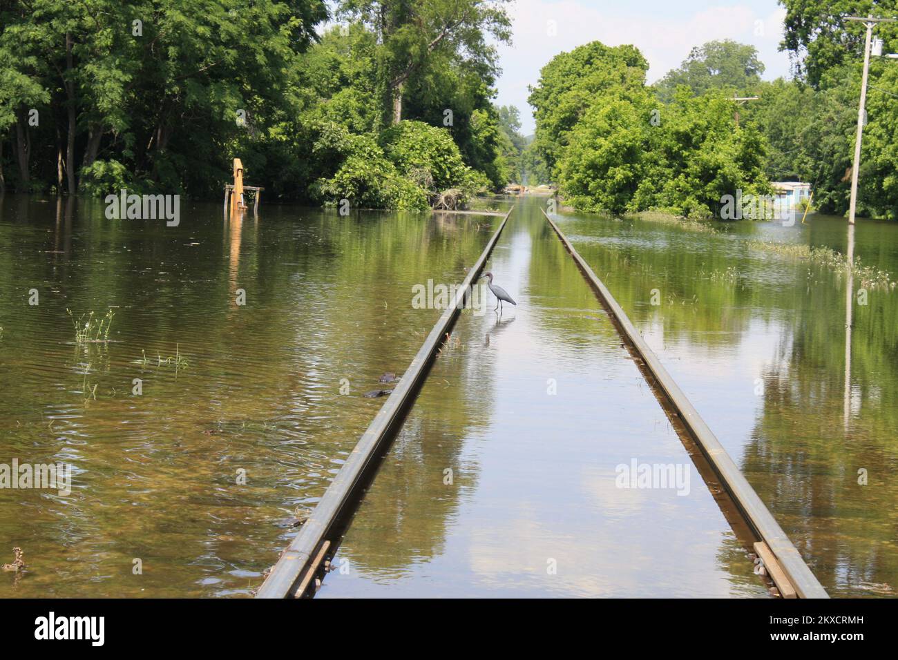 Flooding - Vicksburg, Miss. , May 13, 2011   A heron hunts for a snack along the tracks of the Kansas City Railroad in Vicksburg Mississippi. FEMA assists residents and business affected by the flooding. Howard Greenblatt/ FEMA. Mississippi Flooding. Photographs Relating to Disasters and Emergency Management Programs, Activities, and Officials Stock Photo
