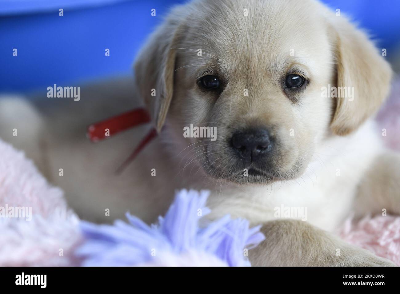 09.09.2019., Croatia, Zagreb Five weeks old Labrador Puppies Photo