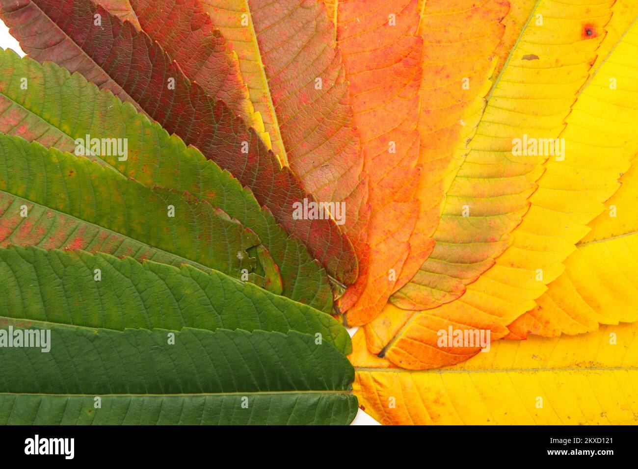 The nice colored sorted variety of the leafs in a different stadium of changing the colour in autumn because of the drying of the foliage. Stock Photo