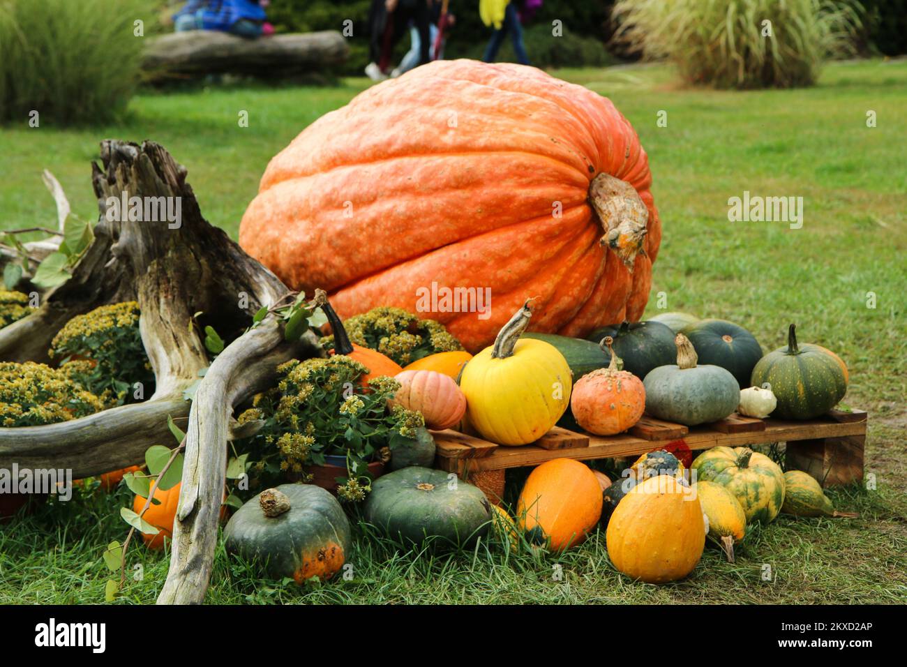The detail of the pumpkins decoration in the garden and the woods made in the time of Halloween. Stock Photo