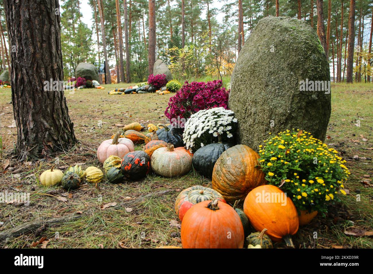 The detail of the pumpkins decoration in the garden and the woods made in the time of Halloween. Stock Photo