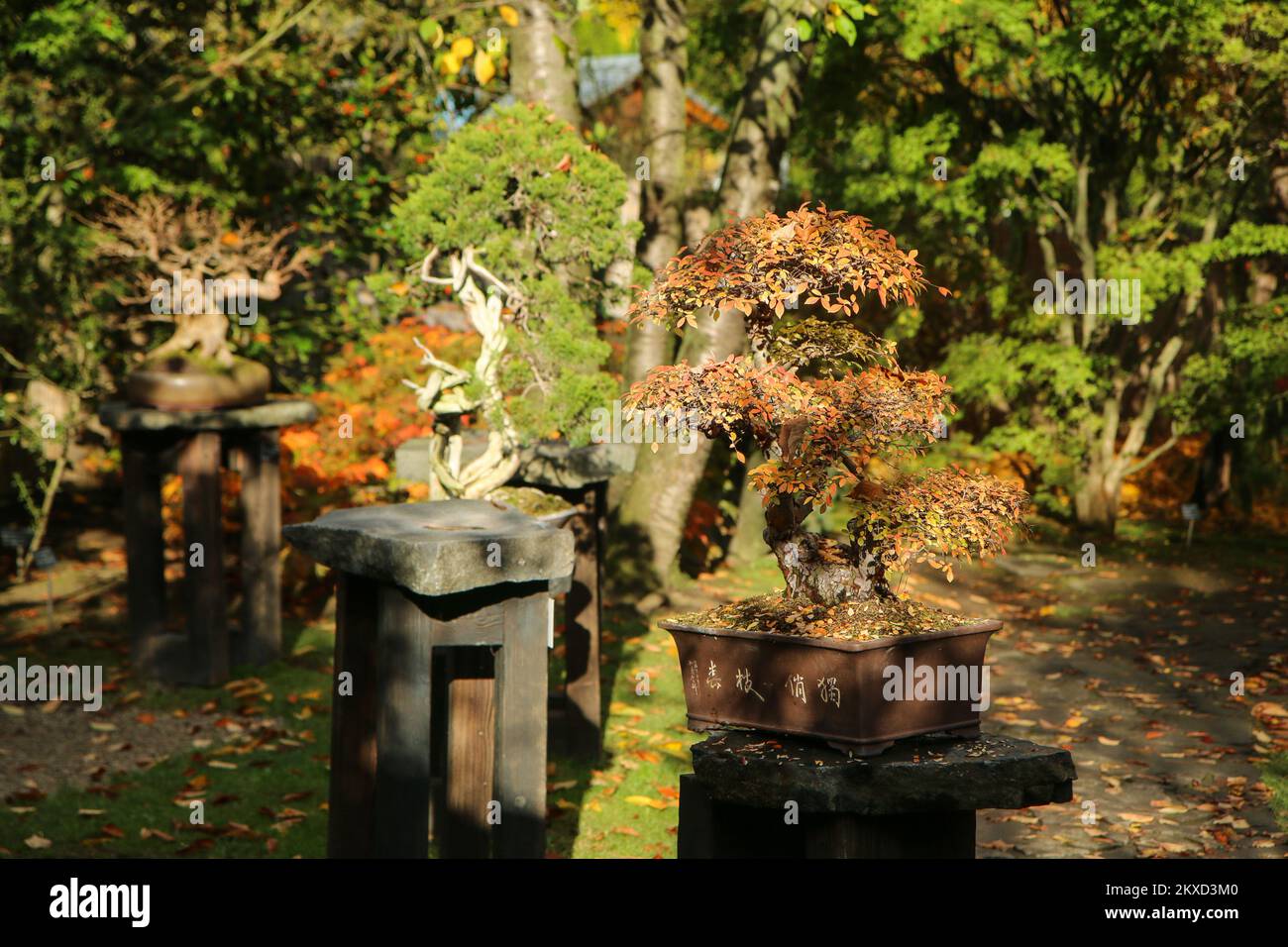 The bonsais standing in the garden during the autumn. The nice colorful decoration. Stock Photo
