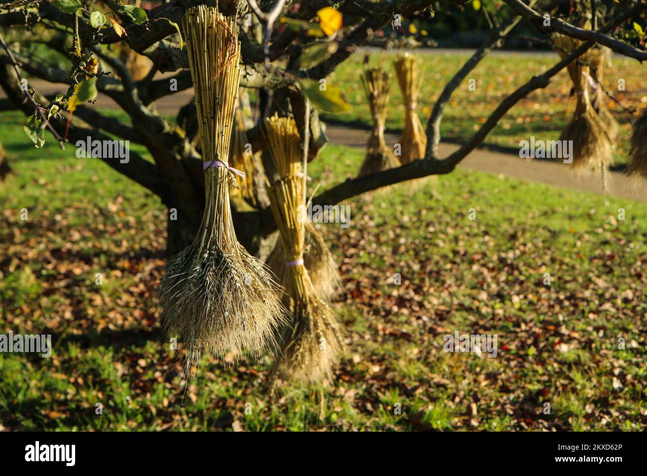 The detail of many sheaves of grains hanging on the tree branches as an autumn rural decoration. Stock Photo