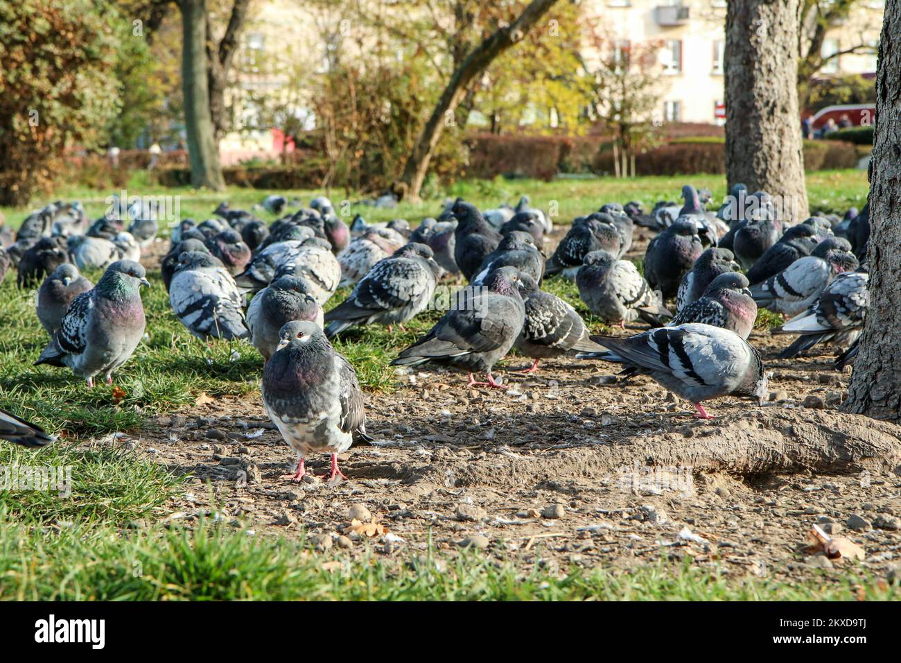 The big group of pigeons nesting on the ground under the trees in the city center. Stock Photo