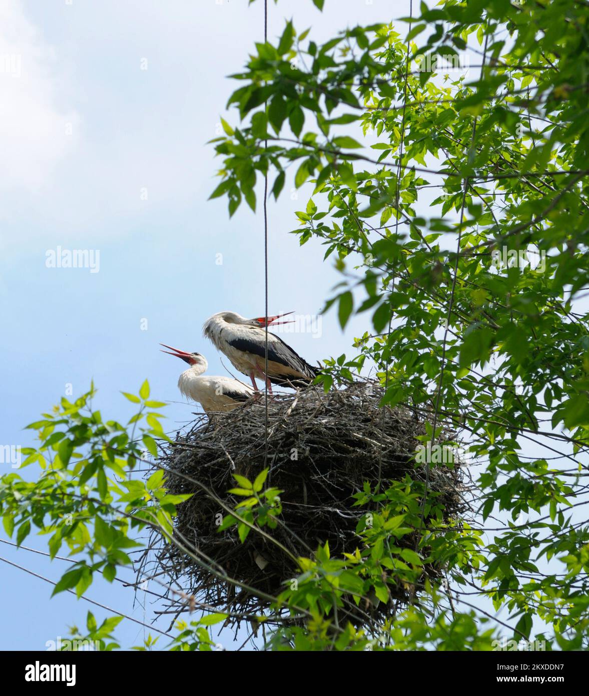 two storks guarding their nest, tree Stock Photo - Alamy