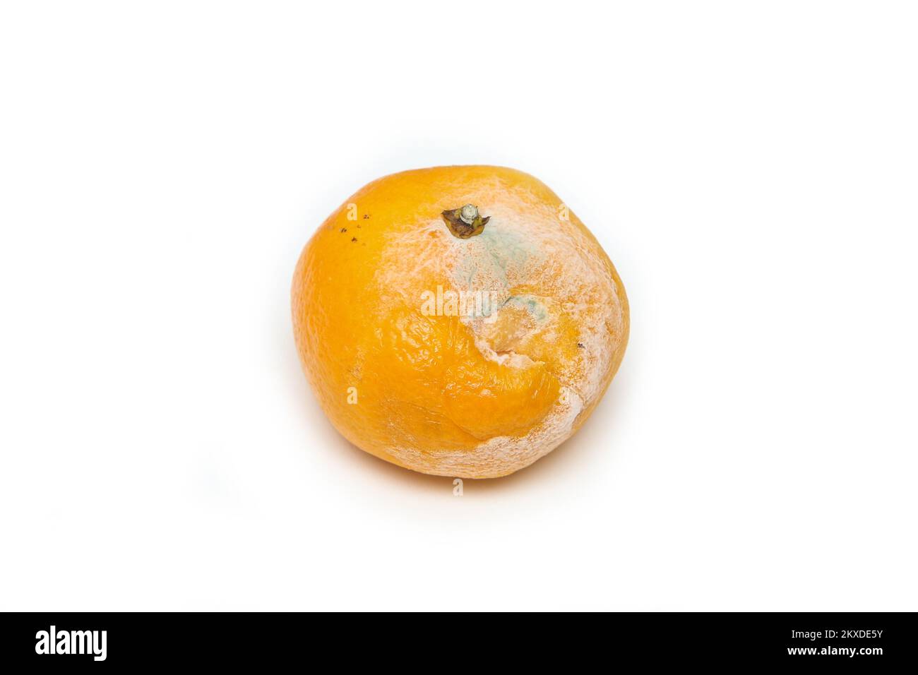 A picture of the rotten tangerine. It is caused by the small damage of the peel, where the mould was iniciated. Stock Photo