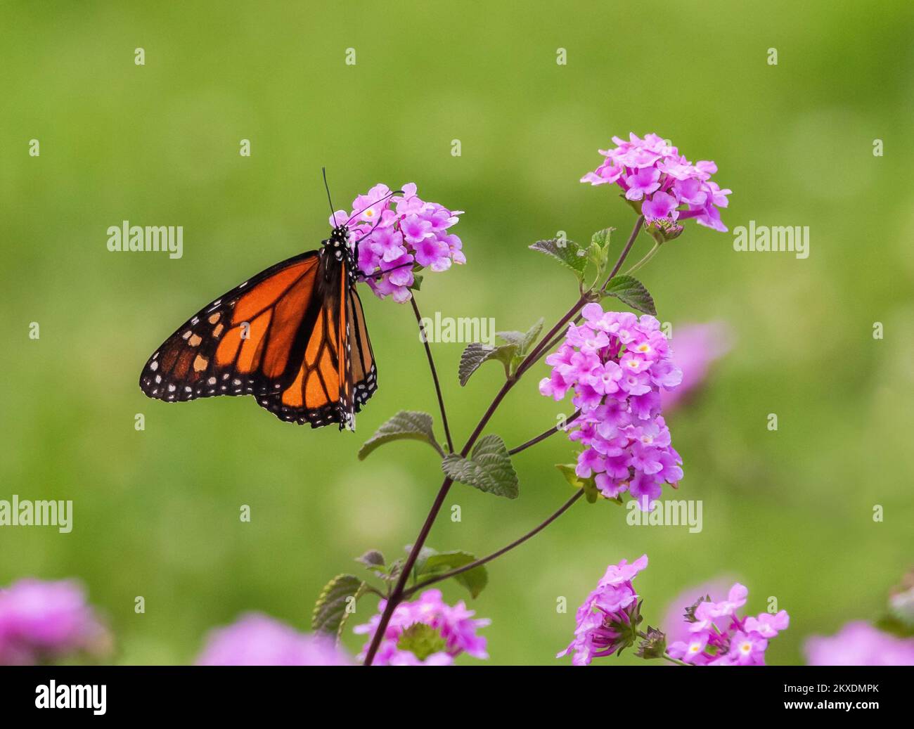 A Monarch Butterfly pollinating a pink Trailing Lantana flower with a