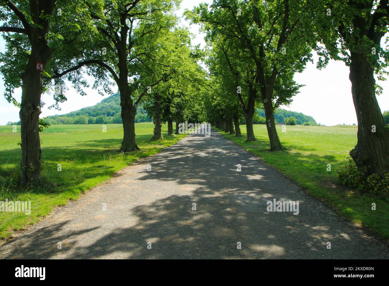 The nice alley of old trees along the access road to the sacred hill Říp in Czech Republic. Stock Photo