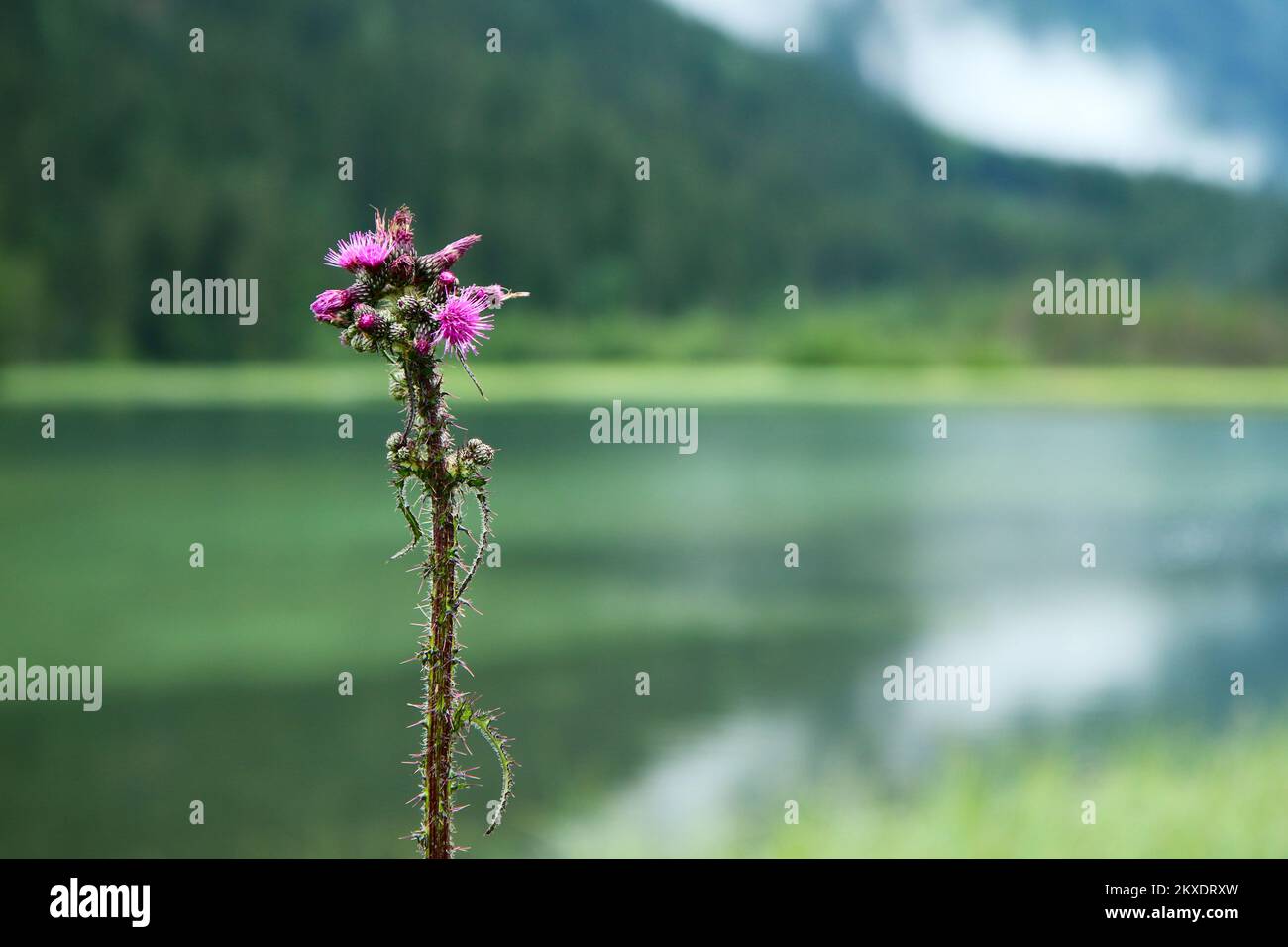 The detailed picture of one thistle with nice pink blooms with the lake and forest behind. Stock Photo