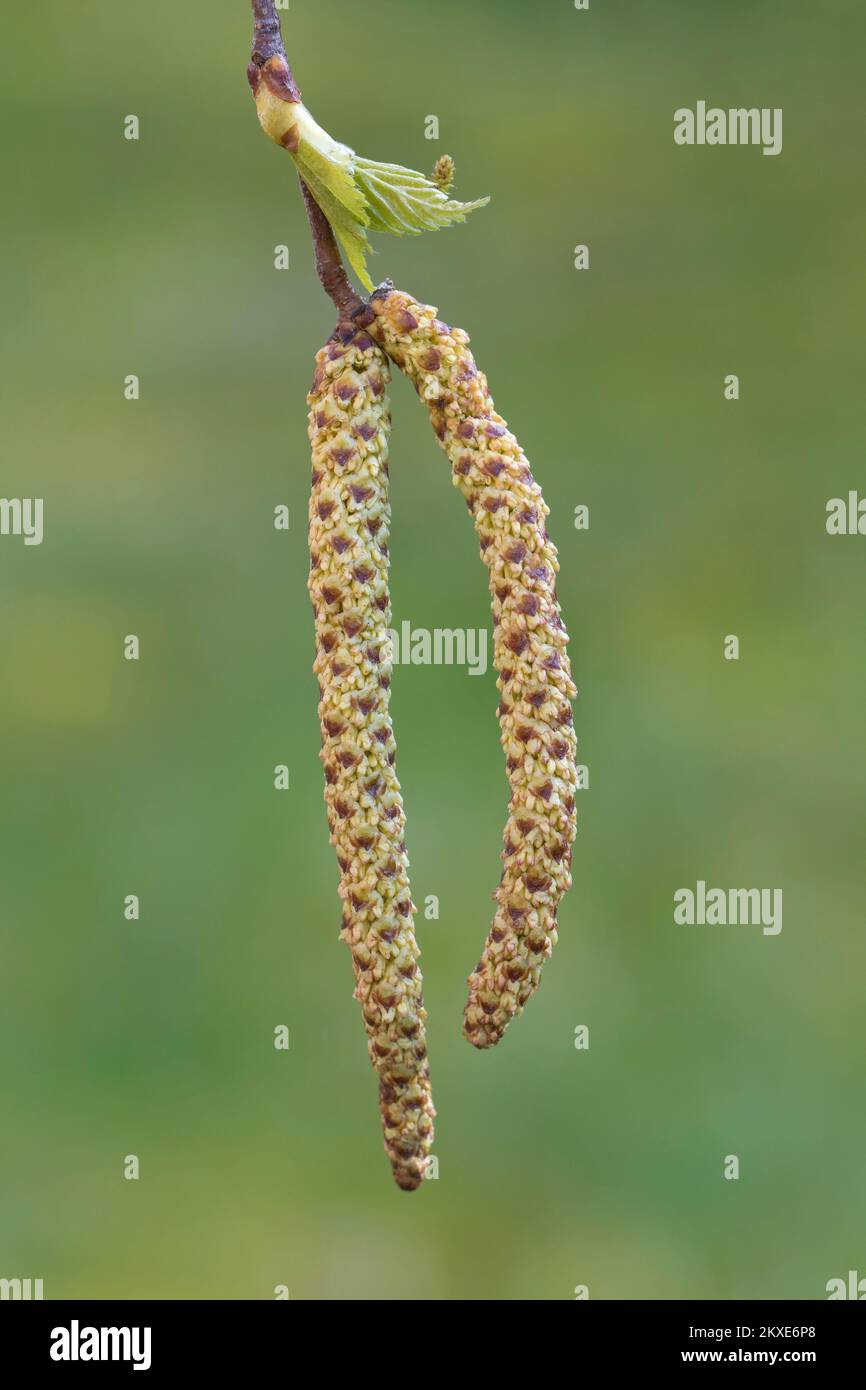 Silver birch / warty birch / European white birch (Betula pendula / Betula verrucosa) close-up of male catkins in spring Stock Photo