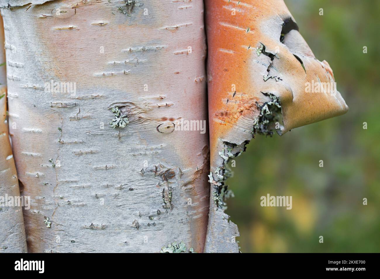 Silver birch / warty birch / European white birch (Betula pendula / B. verrucosa) tree trunk close-up of peeled bark used for medicinal purposes Stock Photo